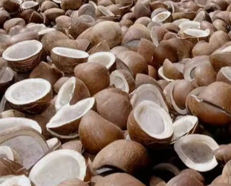 dried coconut copra nincorp